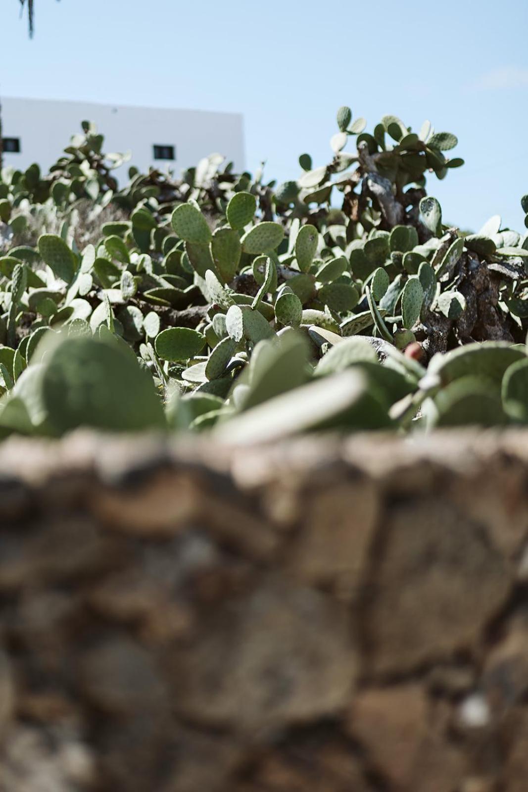 Hotelito Rural Flor De Timanfaya Тинахо Екстериор снимка